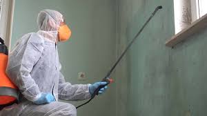 Why You Should Choose Our Mold Remediation Services in Cinco Ranch, TX